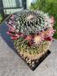 Preview: Mammillaria johnstonii